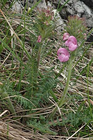 Pedicularis gyroflexa \ Gedrehtes L�usekraut, Gedrehtbl&uuml;tiges L�usekraut / Tufted Lousewort, I Alpi Bergamasche, Monte Alben 11.6.2017