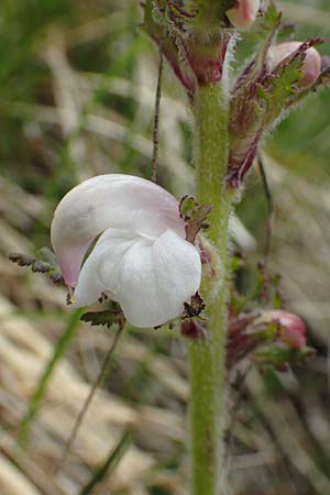 Pedicularis gyroflexa \ Gedrehtes L�usekraut, Gedrehtbl&uuml;tiges L�usekraut / Tufted Lousewort, I Alpi Bergamasche, Monte Alben 11.6.2017