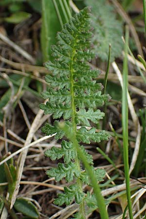 Pedicularis gyroflexa \ Gedrehtes L�usekraut, Gedrehtbl&uuml;tiges L�usekraut / Tufted Lousewort, I Alpi Bergamasche, Monte Alben 11.6.2017