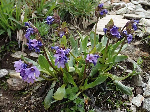Primula glutinosa \ Klebrige Primel, I Passo di Gavia 6.7.2026