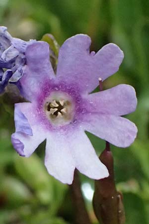 Primula glutinosa \ Klebrige Primel, I Passo di Gavia 6.7.2026