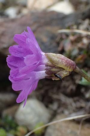 Primula glutinosa \ Klebrige Primel, I Passo di Gavia 6.7.2026