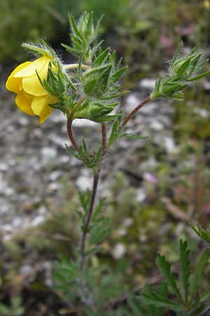 Potentilla pedata \ Langhaar-Fingerkraut, Fublttriges Fingerkraut / Long-Haired Cinquefoil, I Liguria, Castelvecchio di Rocca Barbena 19.5.2013