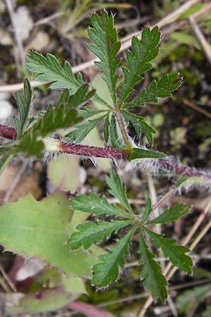 Potentilla pedata \ Langhaar-Fingerkraut, Fublttriges Fingerkraut / Long-Haired Cinquefoil, I Liguria, Castelvecchio di Rocca Barbena 19.5.2013