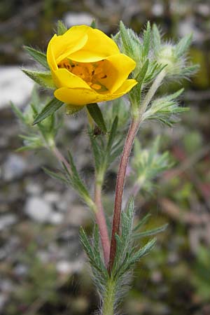 Potentilla pedata \ Langhaar-Fingerkraut, Fublttriges Fingerkraut / Long-Haired Cinquefoil, I Liguria, Castelvecchio di Rocca Barbena 19.5.2013