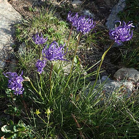 Phyteuma hemisphaericum \ Halbkugelige Teufelskralle / Horned Rampion, I Südtirol,  Stallersattel 6.7.2022