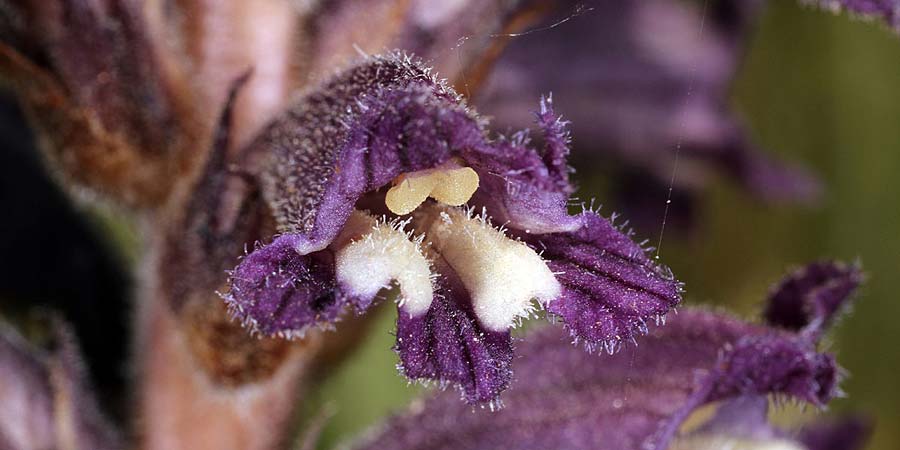 Phelipanche lavandulacea \ Lavendel-Sommerwurz / Lavender Broomrape, I Capo di Otranto 28.4.2011 (Photo: Uwe & Katja Grabner)