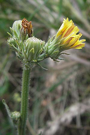 Picris hieracioides \ Gemeines Bitterkraut / Hawkweed Ox-Tongue, I Ancona 28.5.2007