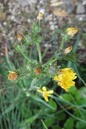 Picris hieracioides \ Gemeines Bitterkraut / Hawkweed Ox-Tongue, I Ancona 28.5.2007