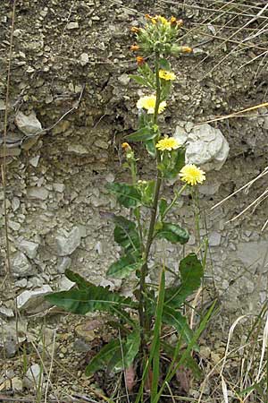 Picris hieracioides \ Gemeines Bitterkraut / Hawkweed Ox-Tongue, I Ancona 29.5.2007