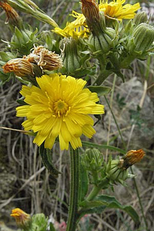 Picris hieracioides \ Gemeines Bitterkraut / Hawkweed Ox-Tongue, I Ancona 29.5.2007