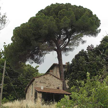 Pinus pinea \ Schirm-Kiefer / Stone Pine, I Passignano 1.6.2007