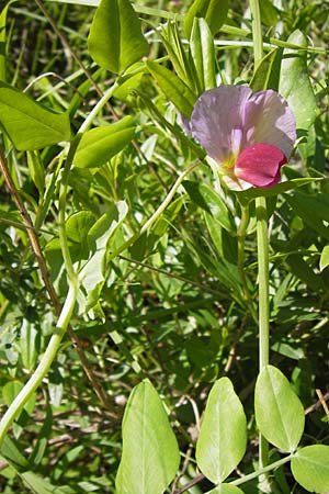 Lathyrus oleraceus subsp. biflorus \ Wilde Erbse, Feld-Erbse / Field Pea, I Liguria, Zuccarello 19.5.2013
