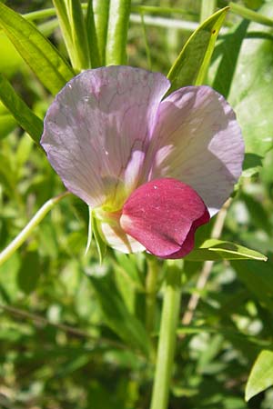 Lathyrus oleraceus subsp. biflorus \ Wilde Erbse, Feld-Erbse / Field Pea, I Liguria, Zuccarello 19.5.2013