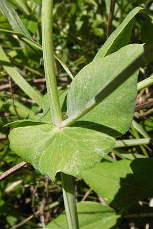 Lathyrus oleraceus subsp. biflorus \ Wilde Erbse, Feld-Erbse / Field Pea, I Liguria, Zuccarello 19.5.2013