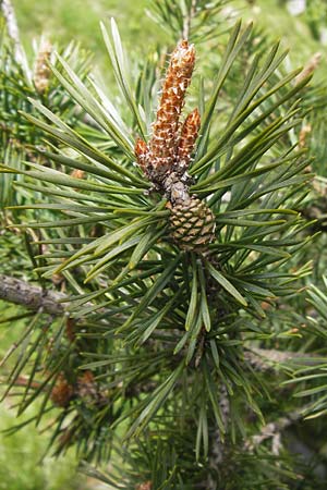 Pinus sylvestris \ Wald-Kiefer, Fhre / Scot's Pine, I Liguria, Molini di Triora 26.5.2013