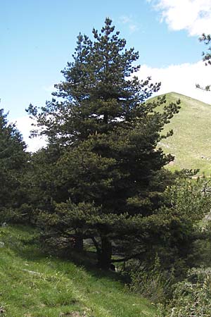 Pinus sylvestris \ Wald-Kiefer, Fhre / Scot's Pine, I Liguria, Molini di Triora 26.5.2013