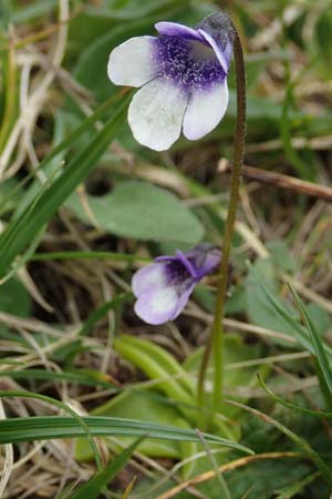 Pinguicula leptoceras \ D&uuml;nnsporniges Fettkraut / Southern Butterwort, I Alpi Bergamasche, Pizzo Arera 9.6.2017