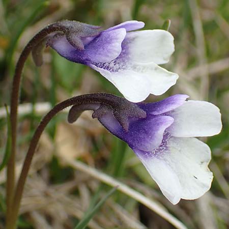 Pinguicula leptoceras \ D&uuml;nnsporniges Fettkraut / Southern Butterwort, I Alpi Bergamasche, Pizzo Arera 9.6.2017