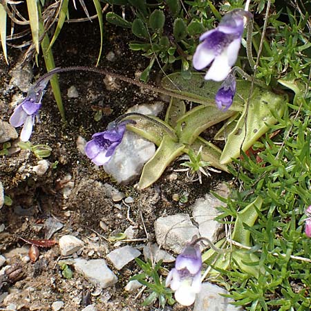 Pinguicula leptoceras \ D&uuml;nnsporniges Fettkraut / Southern Butterwort, I Alpi Bergamasche, Pizzo Arera 9.6.2017
