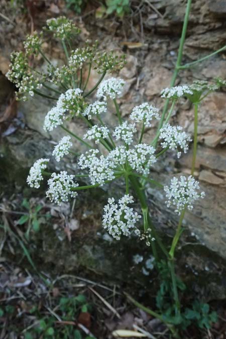 Peucedanum cervaria \ Hirschwurz-Haarstrang / Broad-Leaved Spignel, I Liguria, Moneglia 26.9.2023