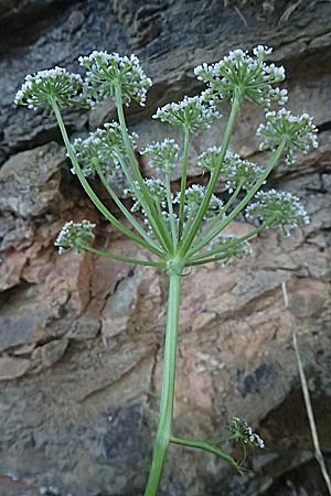 Peucedanum cervaria \ Hirschwurz-Haarstrang / Broad-Leaved Spignel, I Liguria, Moneglia 26.9.2023