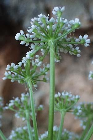 Peucedanum cervaria \ Hirschwurz-Haarstrang / Broad-Leaved Spignel, I Liguria, Moneglia 26.9.2023