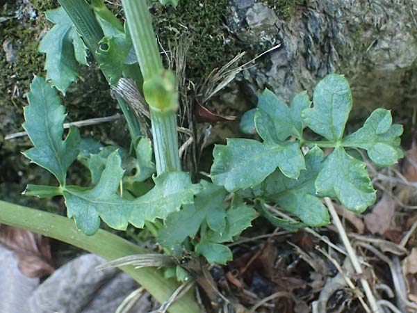Peucedanum cervaria \ Hirschwurz-Haarstrang / Broad-Leaved Spignel, I Liguria, Moneglia 26.9.2023