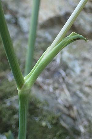 Peucedanum cervaria \ Hirschwurz-Haarstrang / Broad-Leaved Spignel, I Liguria, Moneglia 26.9.2023