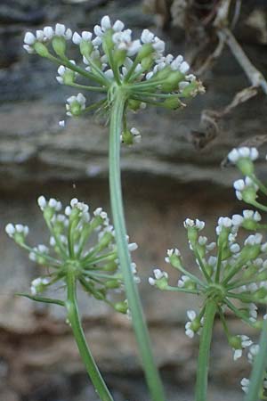 Peucedanum cervaria \ Hirschwurz-Haarstrang / Broad-Leaved Spignel, I Liguria, Moneglia 26.9.2023