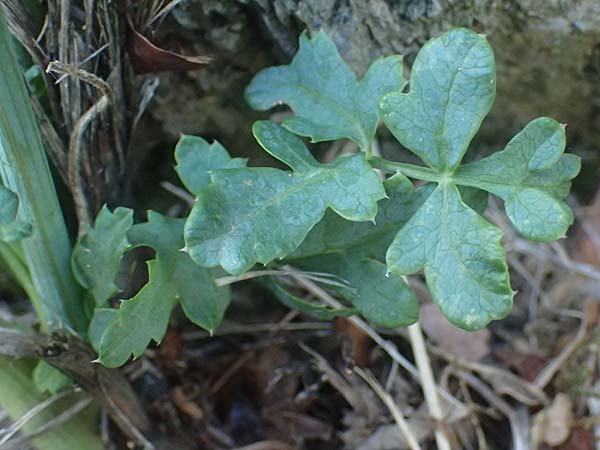 Peucedanum cervaria \ Hirschwurz-Haarstrang / Broad-Leaved Spignel, I Liguria, Moneglia 26.9.2023
