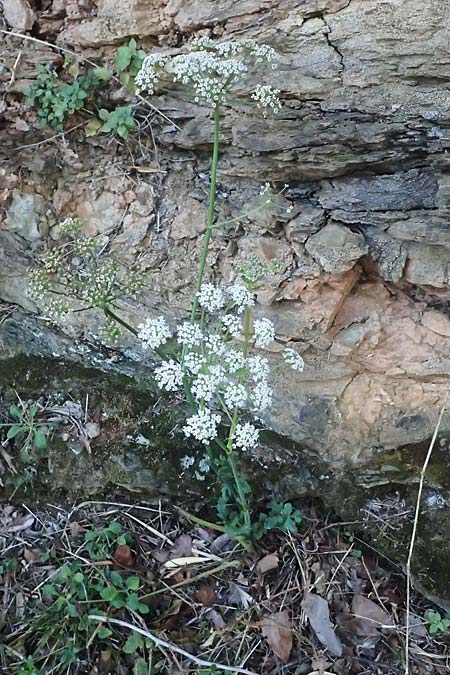 Peucedanum cervaria \ Hirschwurz-Haarstrang / Broad-Leaved Spignel, I Liguria, Moneglia 26.9.2023