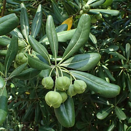 Pittosporum tobira \ Chinesischer Klebsame / Japanese Cheesewood, I Liguria, Moneglia 26.9.2023