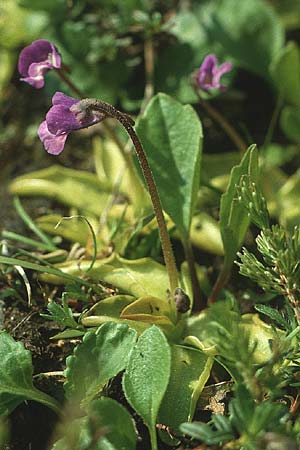 Pinguicula leptoceras \ D&uuml;nnsporniges Fettkraut / Southern Butterwort, I Monte Baldo 4.6.1988