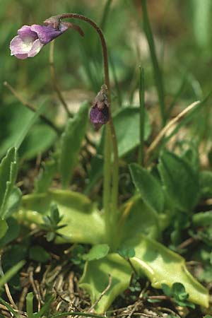 Pinguicula leptoceras \ D&uuml;nnsporniges Fettkraut / Southern Butterwort, I Monte Baldo 4.6.1988