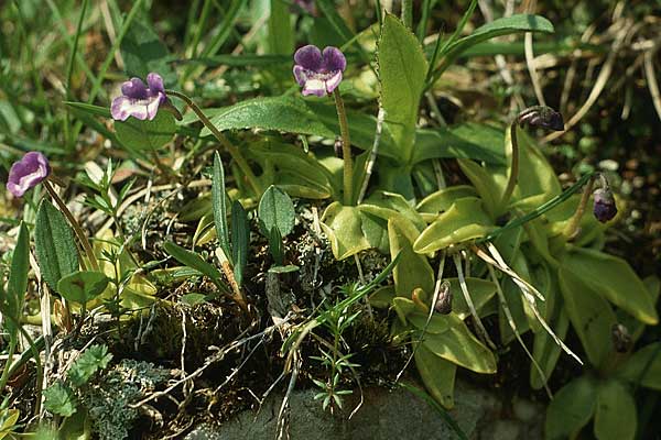 Pinguicula leptoceras \ D&uuml;nnsporniges Fettkraut / Southern Butterwort, I Monte Baldo 4.6.1988