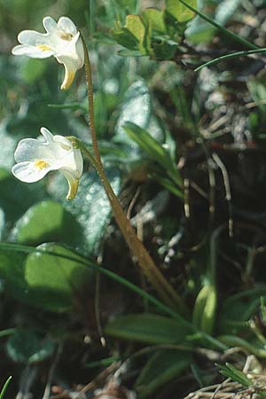 Pinguicula alpina \ Alpen-Fettkraut / Alpine Butterwort, I Paganella 12.7.1991