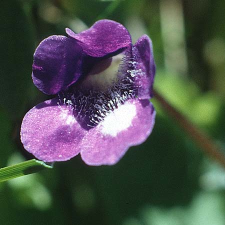 Pinguicula leptoceras \ D&uuml;nnsporniges Fettkraut / Southern Butterwort, I Langtauferer Tal / Valley 30.6.1993