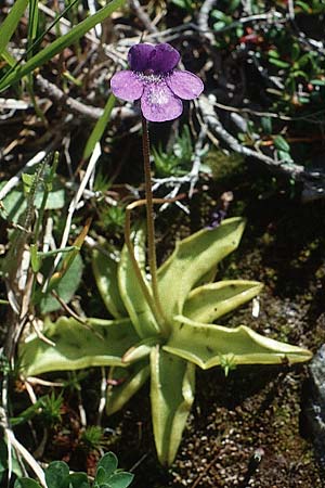 Pinguicula leptoceras \ D&uuml;nnsporniges Fettkraut / Southern Butterwort, I Langtauferer Tal / Valley 30.6.1993