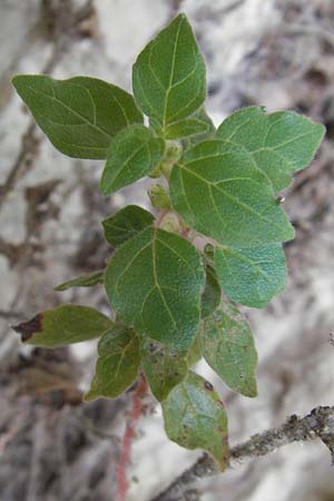 Parietaria judaica \ stiges Glaskraut, Mauer-Glaskraut / Pellitory-of-the-Wall, I Gole del Salinello bei/near Ripe 6.6.2007