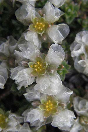 Paronychia kapela \ Kapela-Nagelkraut / Kapela Nailwort, I Campo Imperatore 5.6.2007