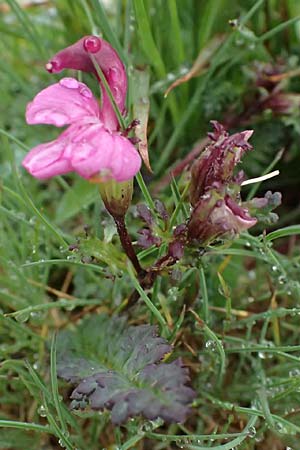 Pedicularis kerneri / Kerner's Lousewort, I Passo di Gavia 6.7.2026
