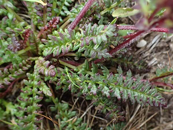 Pedicularis kerneri / Kerner's Lousewort, I Passo di Gavia 6.7.2026
