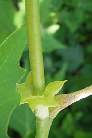 Platanus orientalis \ Orientalische Platane / Oriental Plane-Tree, I Zoppola 31.7.2011