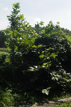 Platanus orientalis \ Orientalische Platane / Oriental Plane-Tree, I Zoppola 31.7.2011
