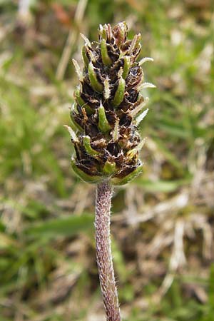 Plantago atrata subsp. atrata \ Dunkler Wegerich, Berg-Wegerich / Dark Plantain, I Liguria, Imperia, Monte Saccarello 29.5.2013