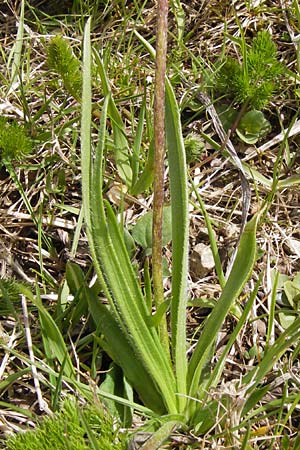 Plantago atrata subsp. atrata \ Dunkler Wegerich, Berg-Wegerich / Dark Plantain, I Liguria, Imperia, Monte Saccarello 29.5.2013
