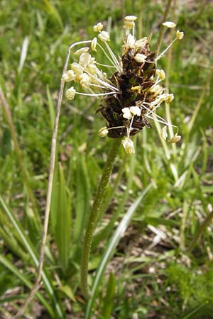 Plantago atrata subsp. atrata \ Dunkler Wegerich, Berg-Wegerich / Dark Plantain, I Liguria, Imperia, Monte Saccarello 29.5.2013