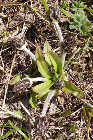 Plantago atrata subsp. atrata \ Dunkler Wegerich, Berg-Wegerich / Dark Plantain, I Liguria, Imperia, Monte Saccarello 29.5.2013