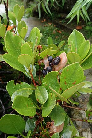 Phillyrea latifolia \ Breitblttrige Steinlinde / Broad-Leaved Phillyrea, I Botan. Gar.  Bergamo 6.6.2017